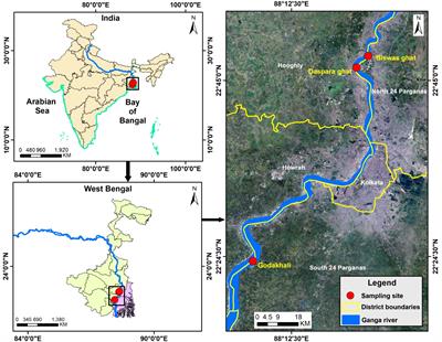 Molecular characterization and expression profile of estrogen receptor subtypes in female hilsa (Tenualosa ilisha)